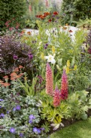 Colorful garden design with Lupinus, summer July
