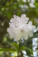 Rhododendron 'Doctor Stocker' 