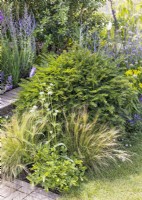 Contemporary garden design with Taxus, spring May