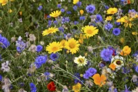 Close up of colourful summer meadow with mixed planting of Chrysanthemum segetum - Corn Marigold, Centaurea cyanus, Coreopsis, 


