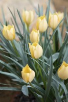 Tulipa linifolia 'Bright Gem' - Tulip
