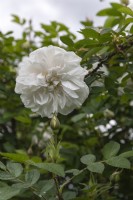 Rosa 'Snowdon' Rose
