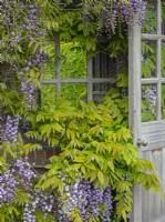 Wisteria sinensis - Chinese Wisteria, on the pavilion in the Mediterranean garden East Ruston Old Vicarage Gardens, Norfolk May