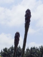 Agave montana flower heads in spring