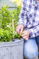 Woman picking parsley from large metal herb container