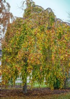 Fagus sylvatica Pendula, autumn September