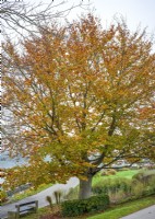 Fagus sylvatica, autumn September