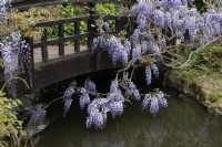 Wisteria on a bridge over a water feature, Regent's park London
