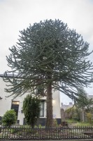 Fruiting female, Araucaria araucana syn. monkey puzzle, Chile Pine in front garden, of townhouse in  Carmarthen. 