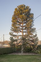 Male, fruiting Araucaria araucana, syn. monkey puzzle, Chilean pine. Planted 1989, then moved within garden 1999. 
