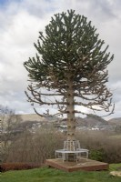 Stressed Araucaria araucana syn. monkey puzzle, Chilean pine,  central Wales. 

Tree displayed signs of stress after surrounding shrubs were removed and a trees seat was built around the trunk. A male tree, it last fruited in 2019.