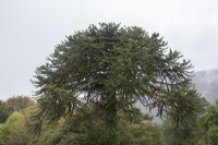 Canopy of monoecious, fruiting Araucaria araucana syn. monkey puzzle. The tree has both male and female fruits on it. 

Only c.1% of the species is monoecious, bearing both female and male seed-cones.