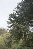 Canopy of monoecious, fruiting Araucaria araucana syn. monkey puzzle. The tree has both male and female seed-cones. 

Only c.1% of the species is monoecious, bearing both female and male fruits as shown here.