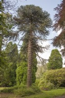 Fruiting, female Araucaria araucana syn. Araucaria imbricata, monkey puzzle, Chilean pine, planted 1895 in private garden (Ceredigion). 

Amongst tallest  and  largest in Wales. 