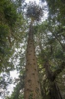 Tall, thin trunk of Araucaria araucana syn. Araucaria imbricata, Monkey Puzzle, Chilean pine in dense woodland. 