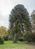 A mature, fruiting, male Araucaria araucana syn. monkey puzzle, Chilean pine beside drive to private mansion in Conwy.

Growing slightly off the vertical, this is probably the largest specimen in Wales. Measurements 2021: Girth 373cm; Diameter  119cm; Ht 30.7m.

Several sprouts/suckers around base.

