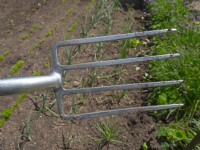 Garden Fork in  vegetable garden and rows of onions May Spring
