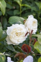 Rosa 'William and Catherine' - rose - June