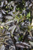 Sambucus nigra 'Black Beauty' elderberry