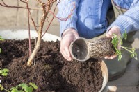 Woman planting young strawberry plants around the blueberry bush in the metal container