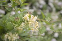 Hardy, scented, flowering Lonicera periclymenum syn. honeysuckle. August. Summer.