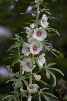 Alcea rosea - Hollyhock - summer.