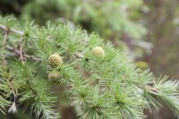 Deciduous, ornamental conifer, Larix kaempferi syn. Japanese Larix. Female cones. Hardy tree. Plant portraits.
