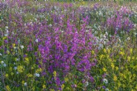 View of a colourful wildflower meadow flowering in Summer - May