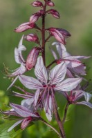 Dictamnus albus variety purpureus flowering in Summer - May