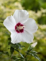 Hibiscus syriacus Red Heart, summer August