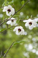 Magnolia wilsonii - Wilson's magnolia