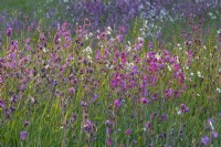 Silene dioica flowering in a wildflower meadow in Summer - May