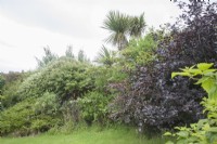 Shelter-belt of hardy shrubs in coastal garden. Cordyline australis syn. cabbage palm, Fagus purpurea syn. copper beech. August. Summer.