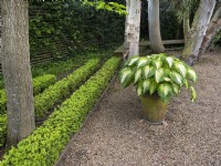 Hosta Sagae plantain lily, trees and box hedges in Spring May