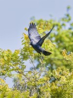 Corvus monedula - Jackdaw taking flight from Wisteria