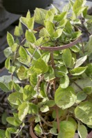 Paederia lanuginosa Kaesepflanze, summer June