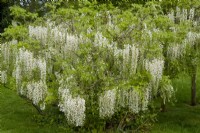 White Wisteria on supporting posts - Open Gardens Day, East Bergholt, Suffolk