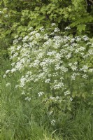 Anthriscus sylvestris Cow Parsley growing in a hedgerow