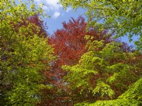 Fagus sylvatica - European Beech or Common beech with Copper Beech coming into leaf against a blue sky