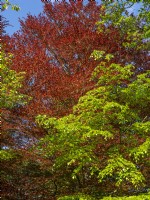 Fagus sylvatica - European Beech or Common beech with Copper Beech coming into leaf against a blue sky