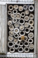 Solitary Bee on a garden bug box made from hollow canes