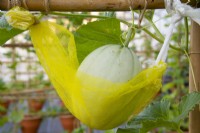 Melon in greenhouse supported with net
