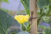 Melon in flower in a greenhouse supported by a cane 