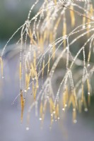 Stipa gigantea - Seedheads with water droplets