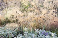 View of a bed in the Mediterranean area in the contemporary walled Paradise Garden, in Autumn. Planting includes Stipa gigantea, Allium sphaerocephalon and Stachys byzantina 'Big Ears' 