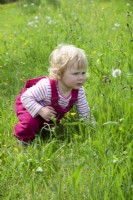 Toddler in grassy meadow looking at flowers in Spring
