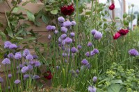 Small bed of flowering Allium schoenoprasum - chives, Alchemilla mollis - Lady's mantle, red flowering climbing rose and Taxus baccata - yew by cedar wall of a greenhouse.

The Gabriel Ash showstand at RHS Chelsea