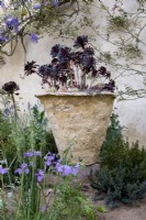 Aeonium schwarzkopf growing in a handmade planter. The Nurture Landscapes Garden - Gold winner/Chelsea 2023. Designer: Sarah Price