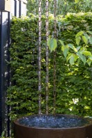 Rain Chain and water butt by a Hornbeam hedge - Carpinus betulus. The RSPCA Garden. Designer: Martyn Wilson