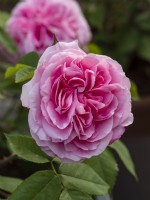 Rosa 'Gertrude Jekyll' - English Shrub Rose - June